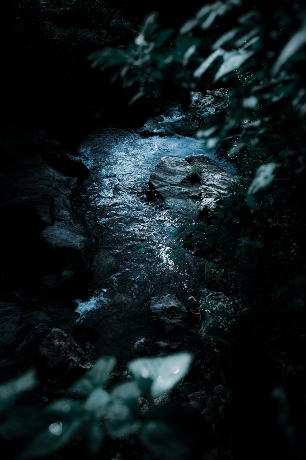 a stream running through a lush green forest