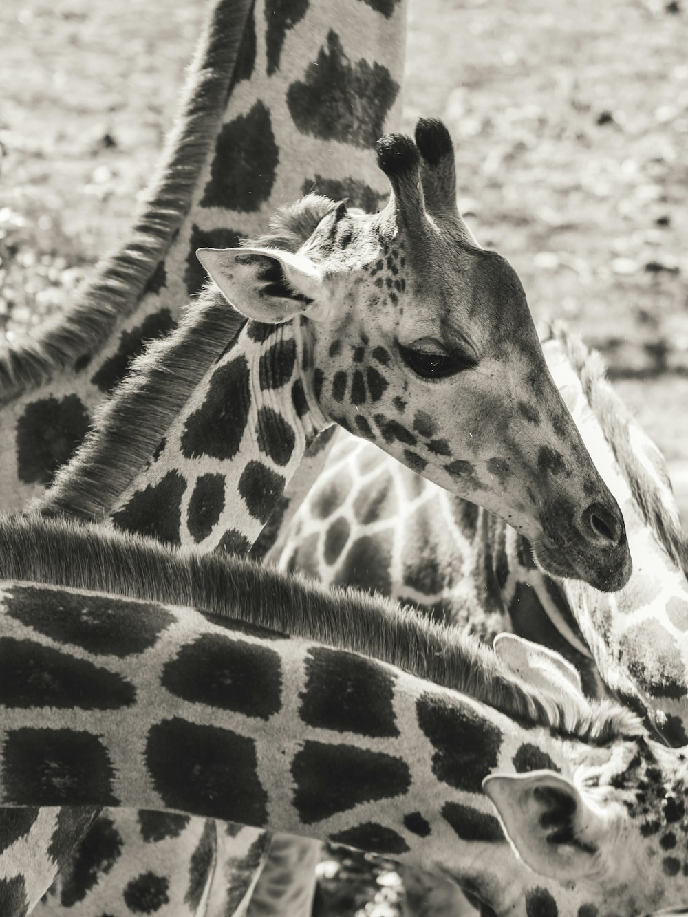 a baby giraffe nursing from its mother