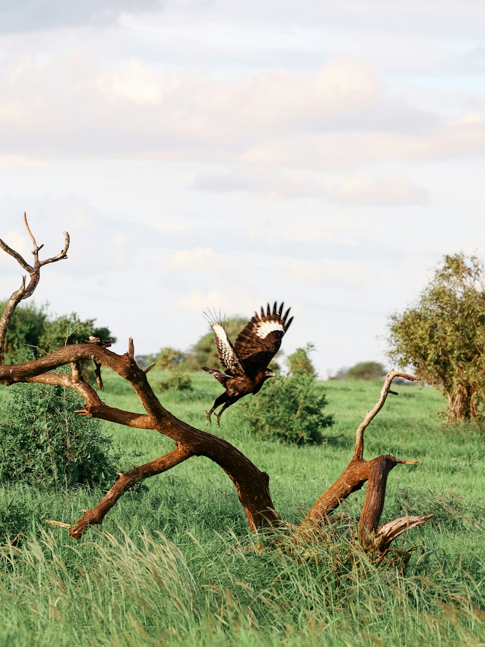 a large bird flying over a lush green field