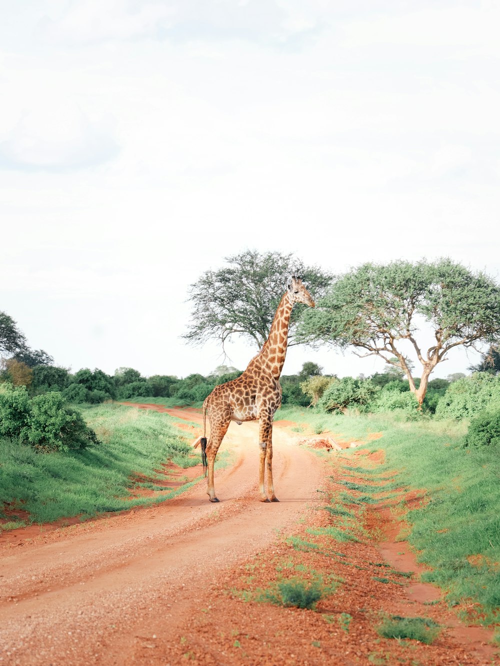 a giraffe standing in the middle of a dirt road