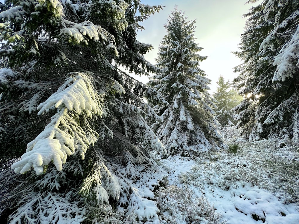 a snow covered forest with lots of trees