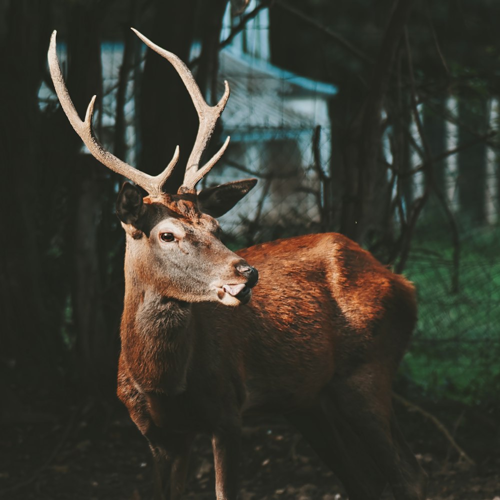 a close up of a deer with antlers on it's head