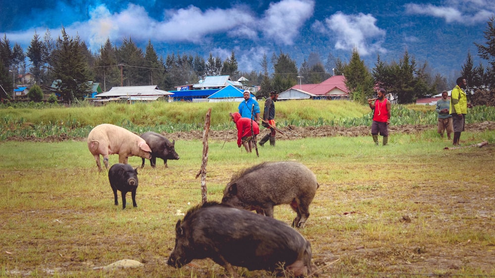 a group of people standing around pigs in a field