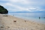 a dog standing on a beach next to a body of water
