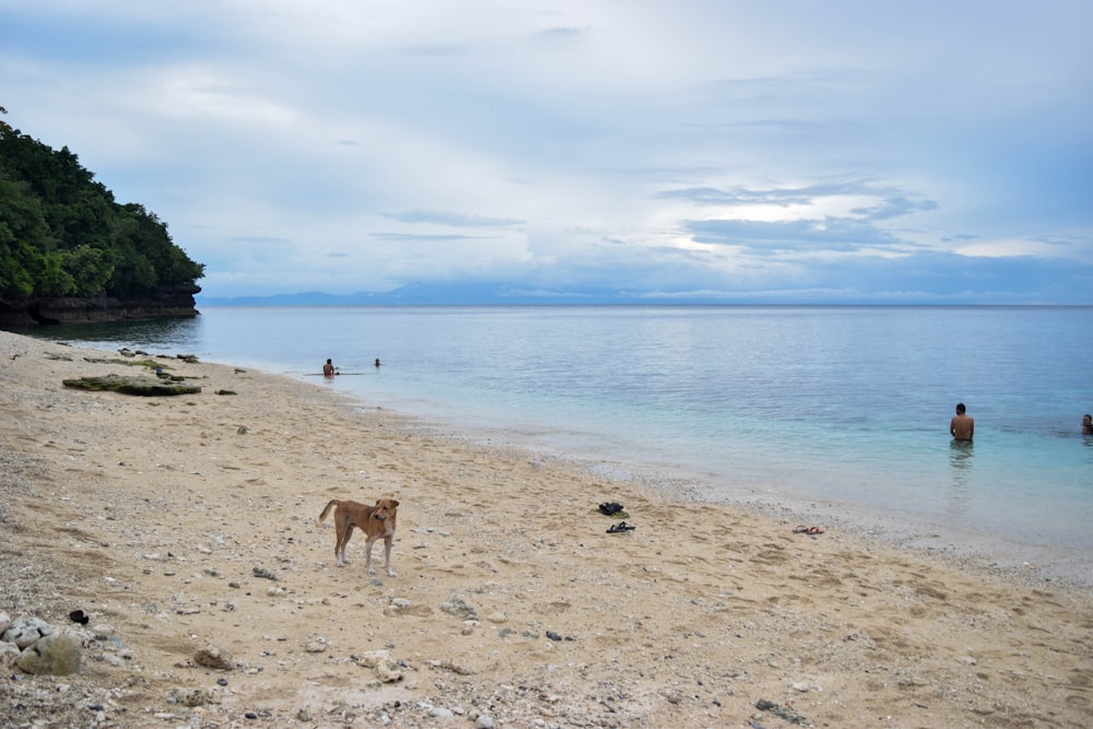 a dog standing on a beach next to a body of water