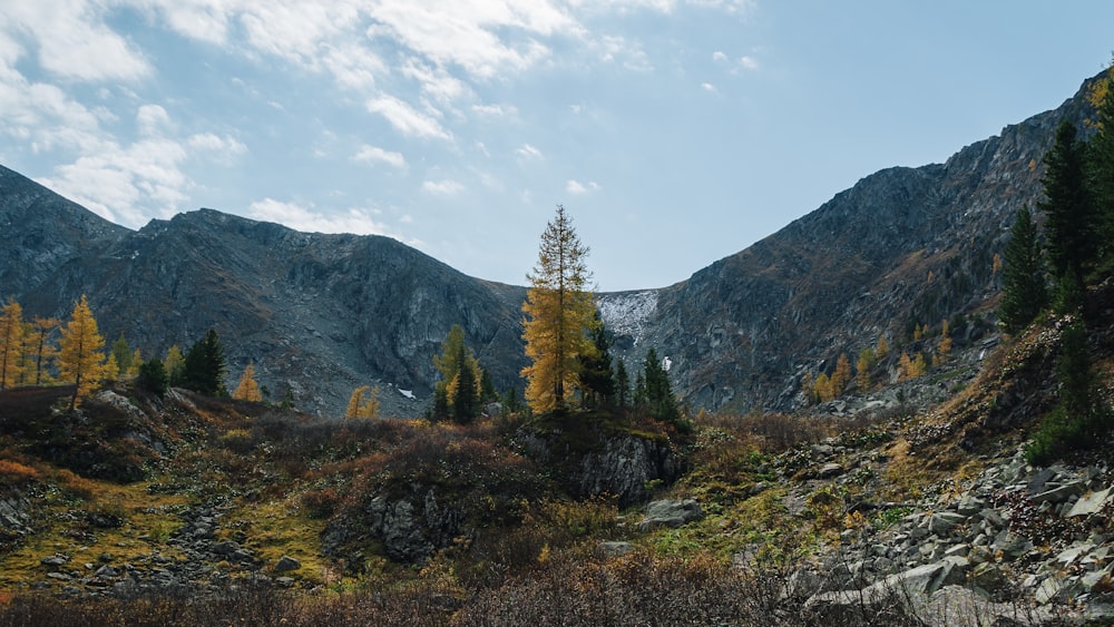 a view of a mountain range with trees in the foreground