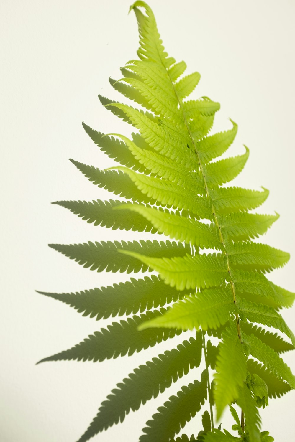 a close up of a green plant on a white background
