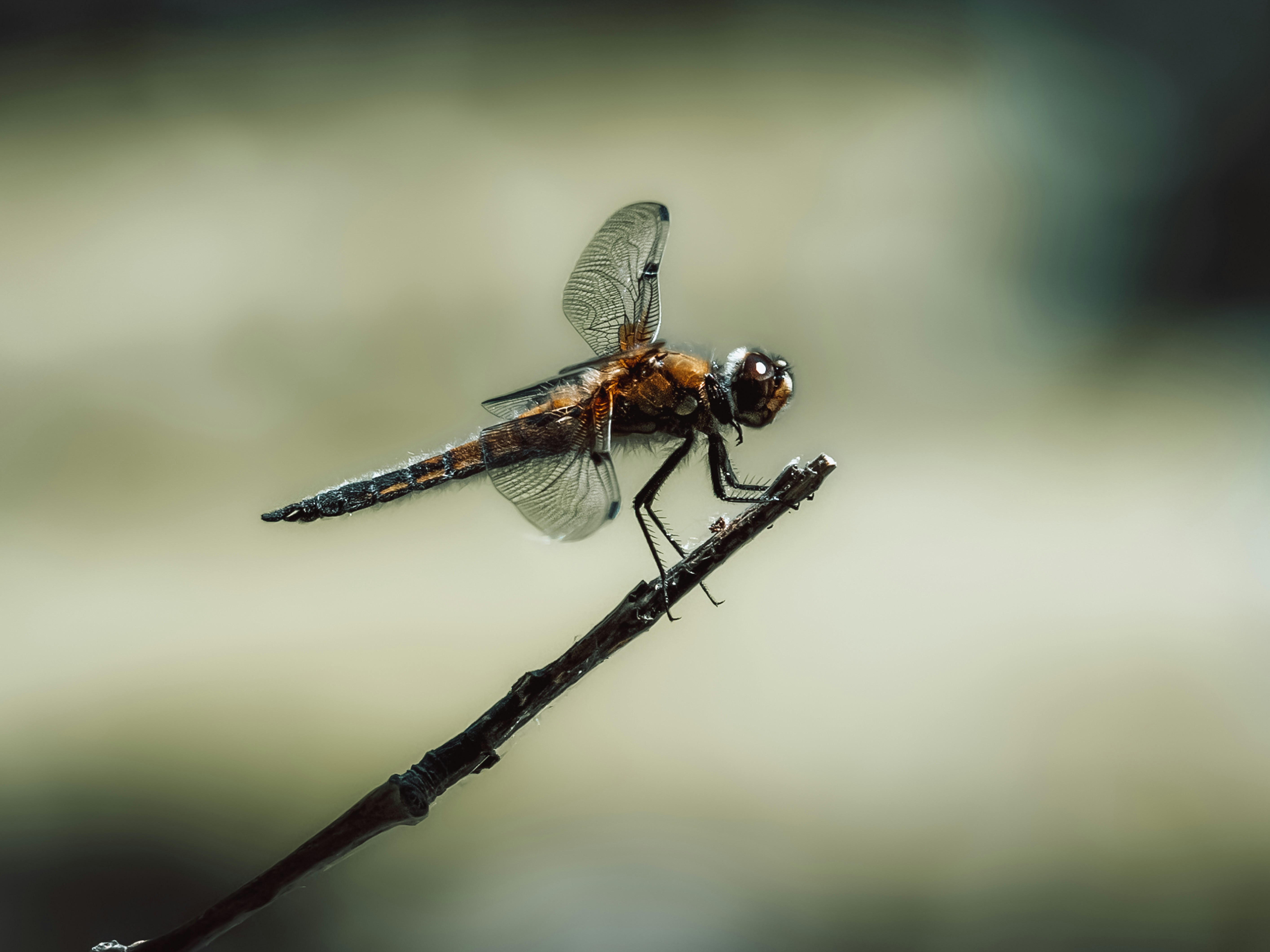 Photo by masoodaslami