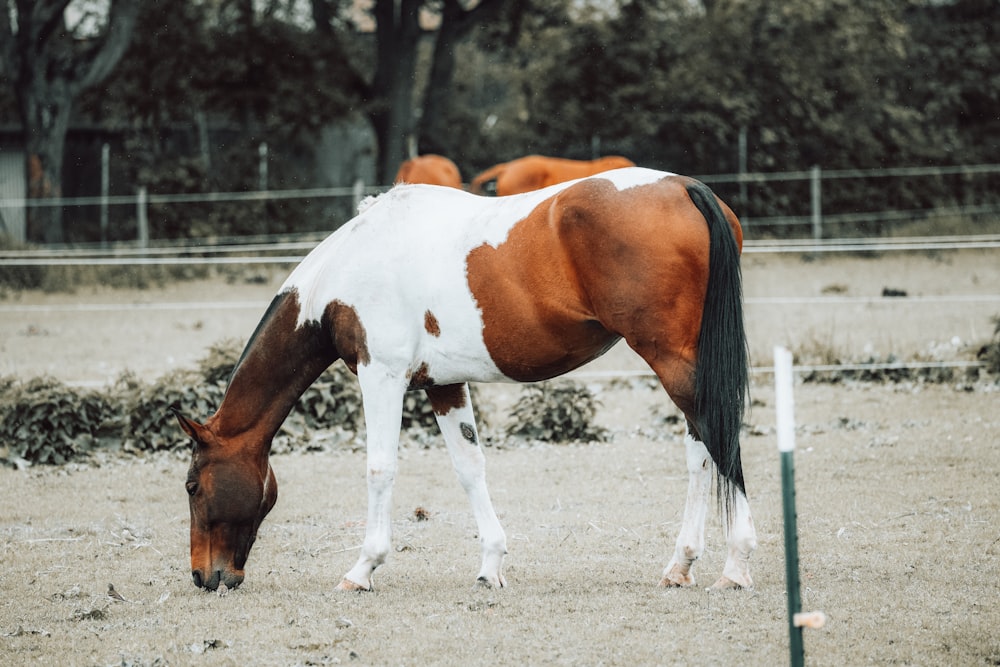 a brown and white horse eating grass in a fenced in area