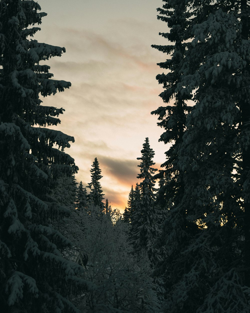 a snowboarder is going down a snowy trail