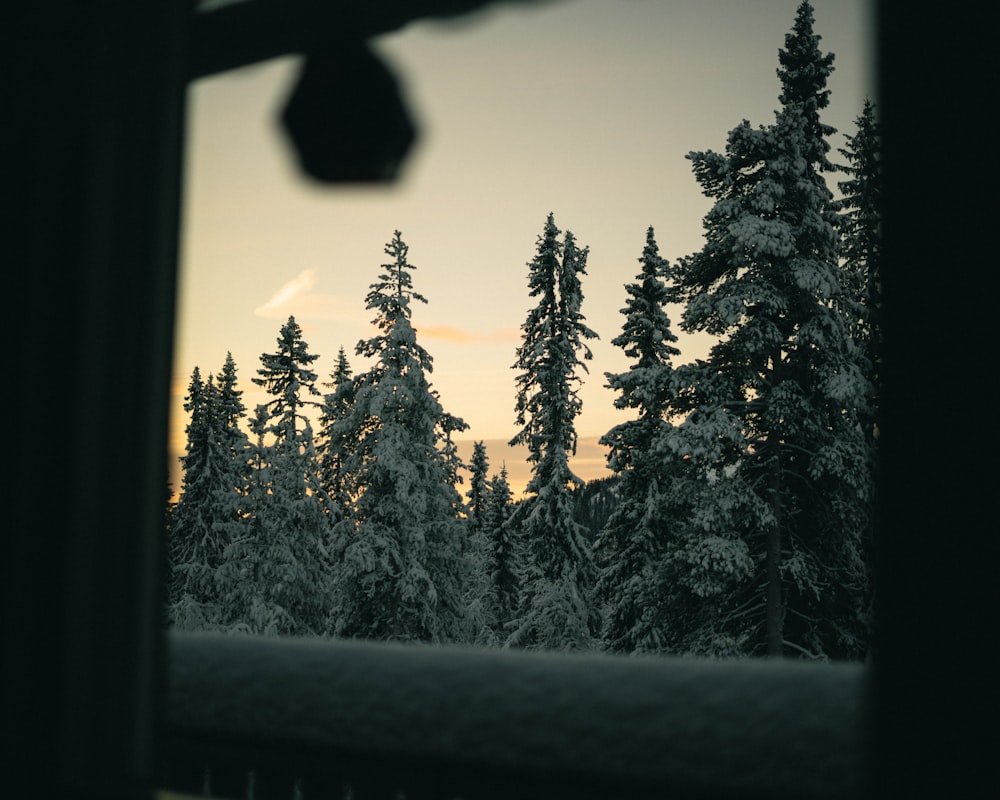 a view of a forest through a window