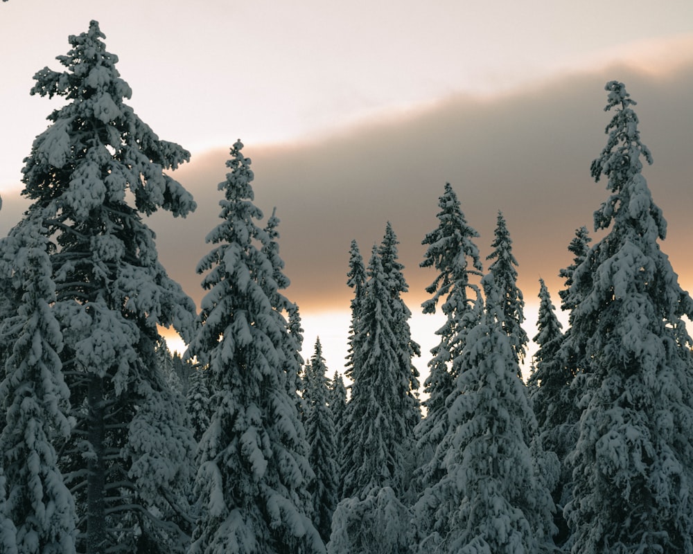 a group of snow covered trees under a cloudy sky