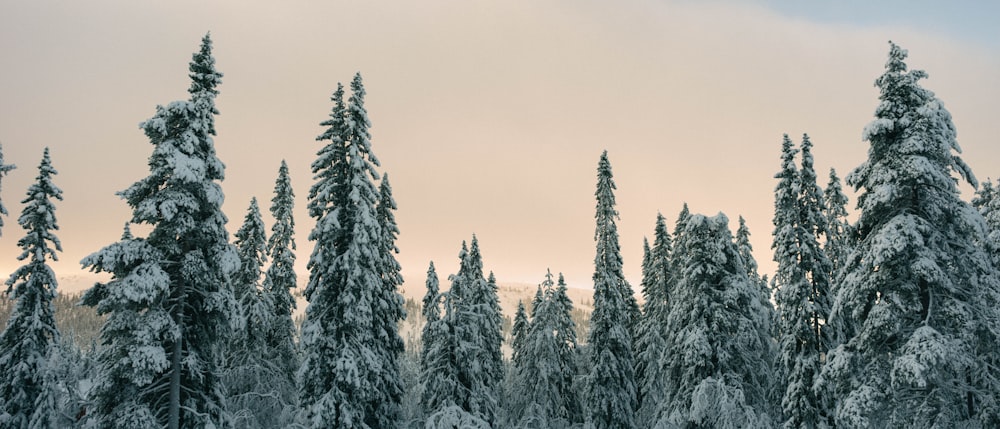 a group of trees covered in snow with a sky background