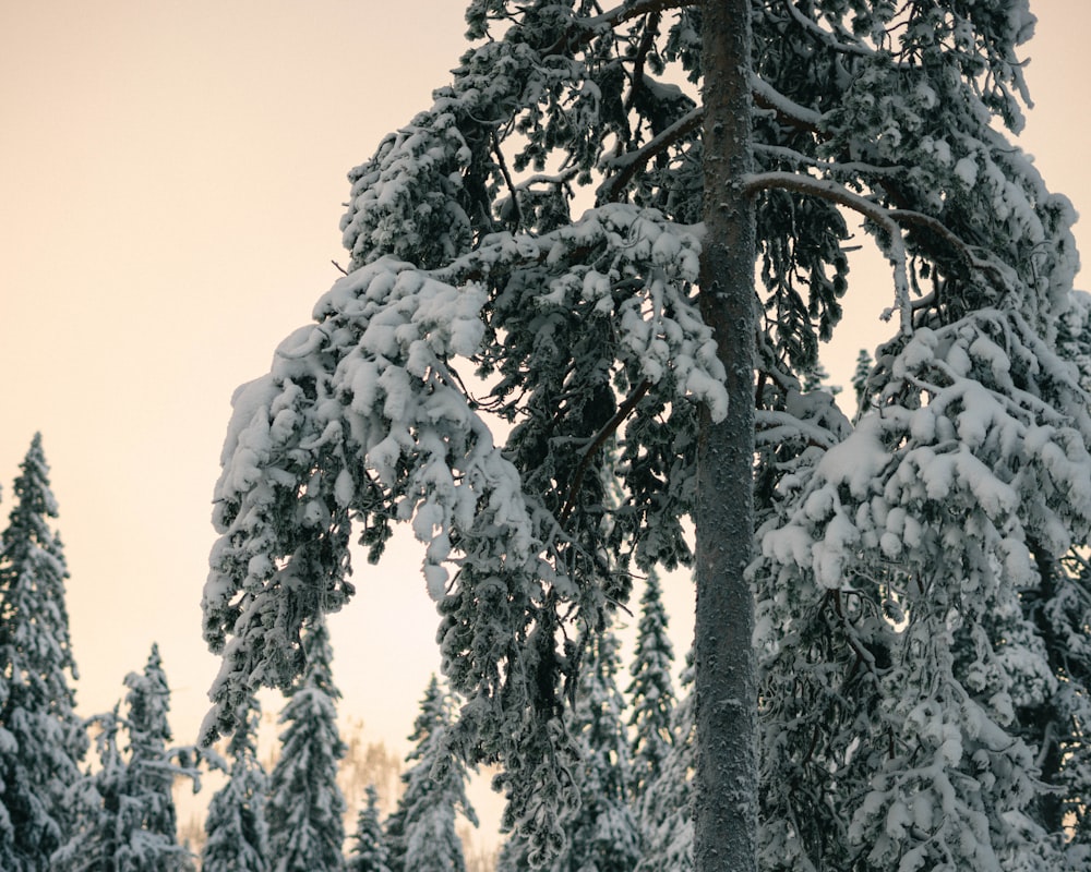 a snow covered tree with a sky background