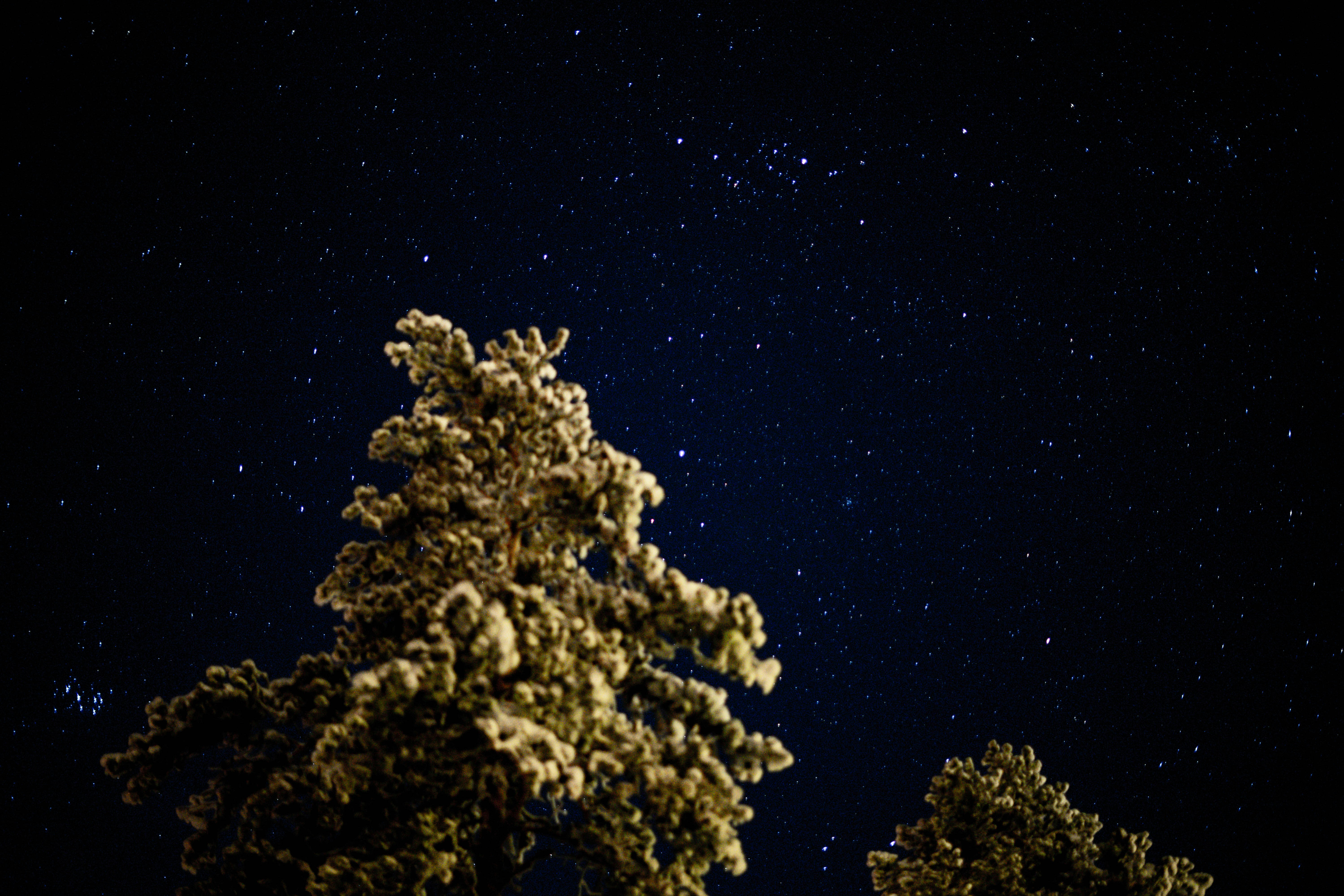 Le ciel nocturne est plein d’étoiles et d’arbres