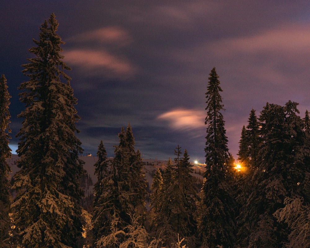 a snow covered forest at night with a street light in the distance