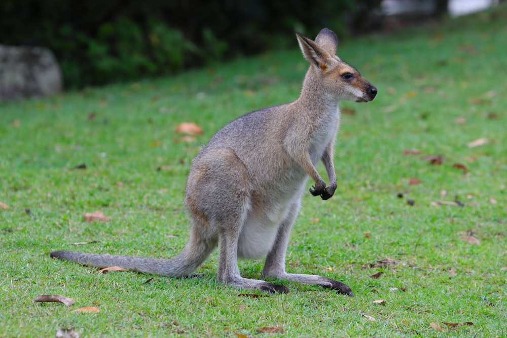 a small kangaroo standing on top of a lush green field