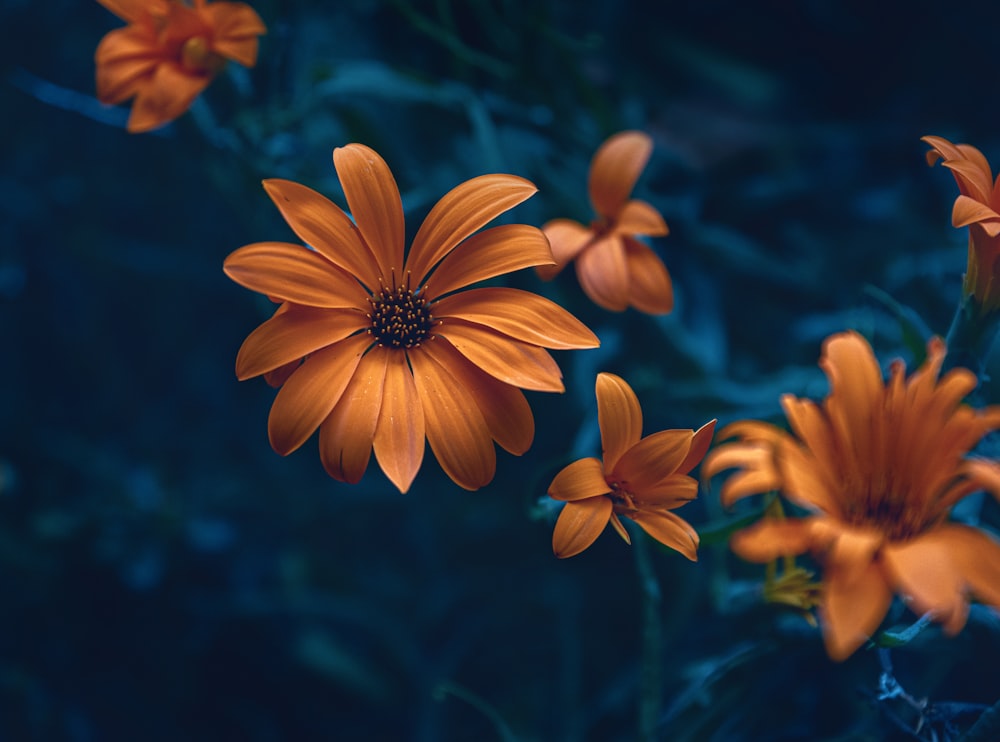 青い背景のオレンジ色の花のグループ