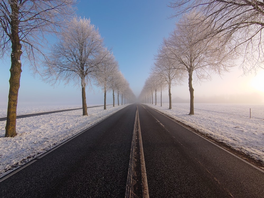 a road lined with trees in the middle of a snow covered field