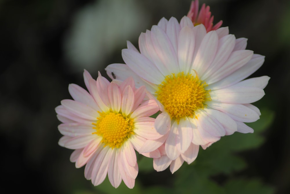 two pink and yellow flowers with green leaves in the background