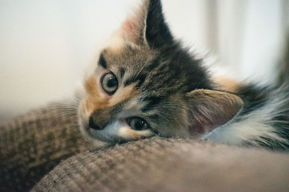 a small kitten laying on top of a couch