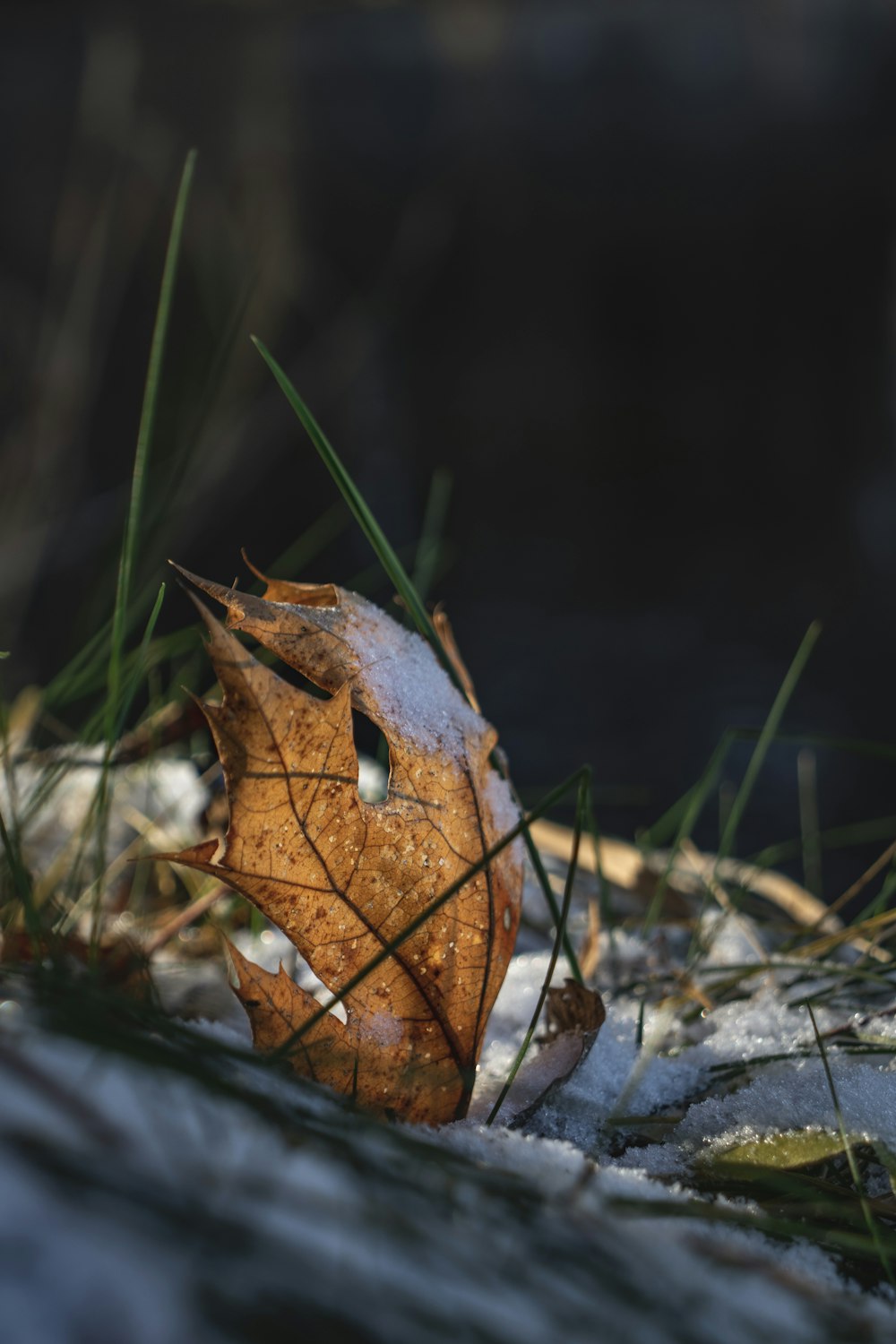 a leaf that is laying in the snow