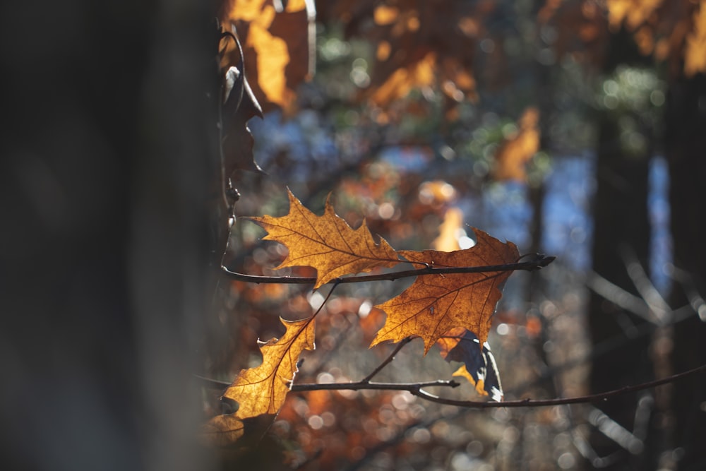 a leaf is hanging on a branch in a forest