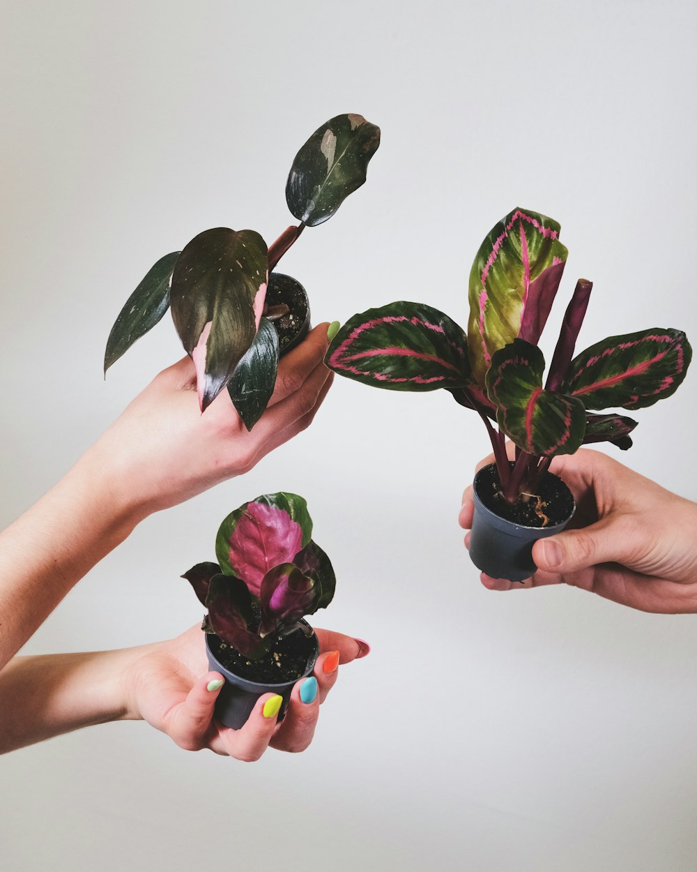 a group of people holding plants in their hands