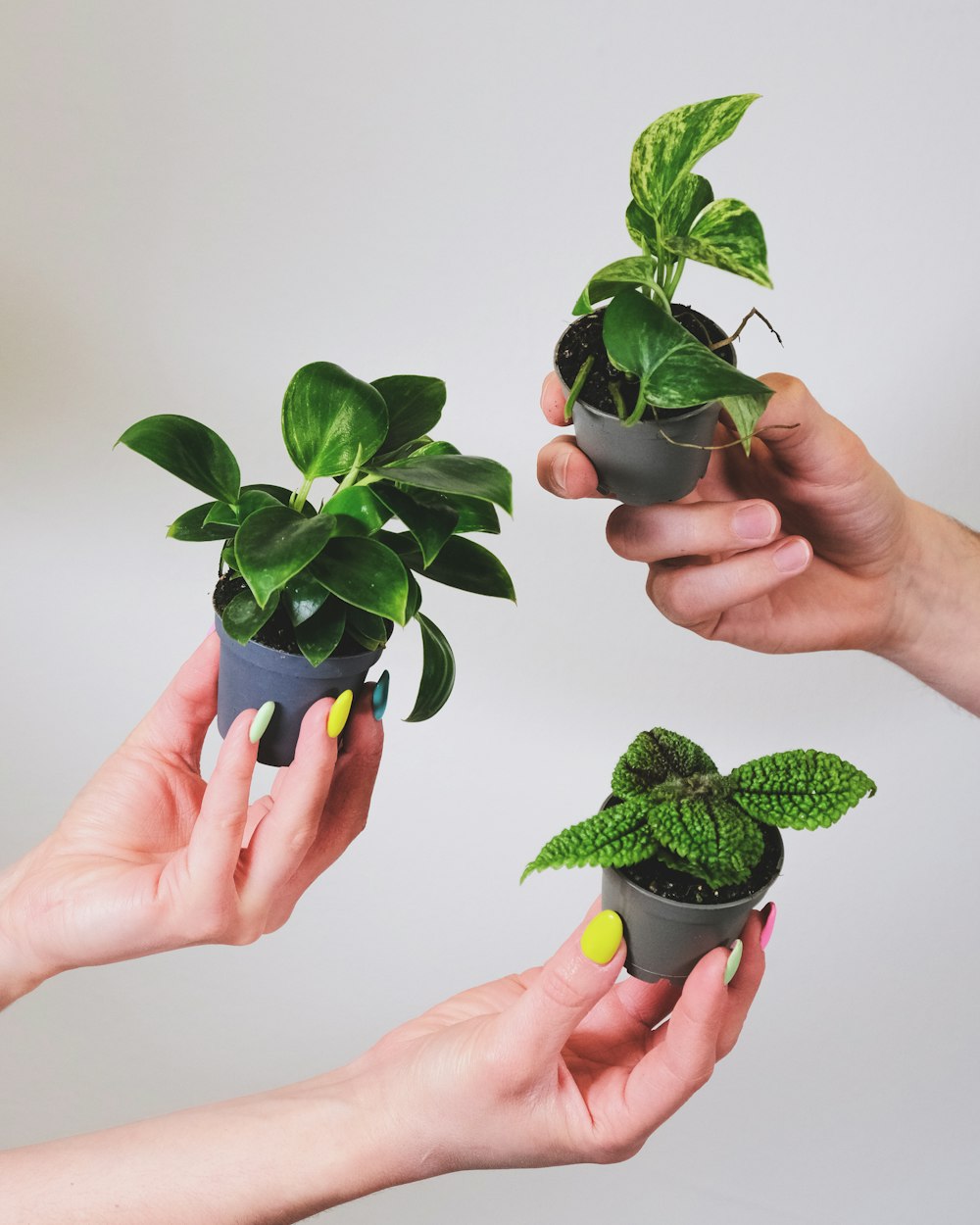 a group of people holding plants in their hands