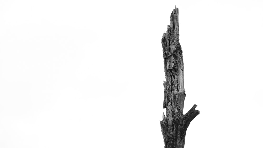 a black and white photo of a tree trunk