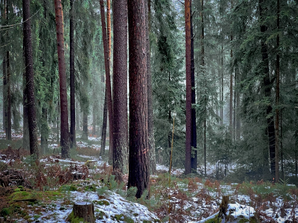 a forest filled with lots of trees covered in snow