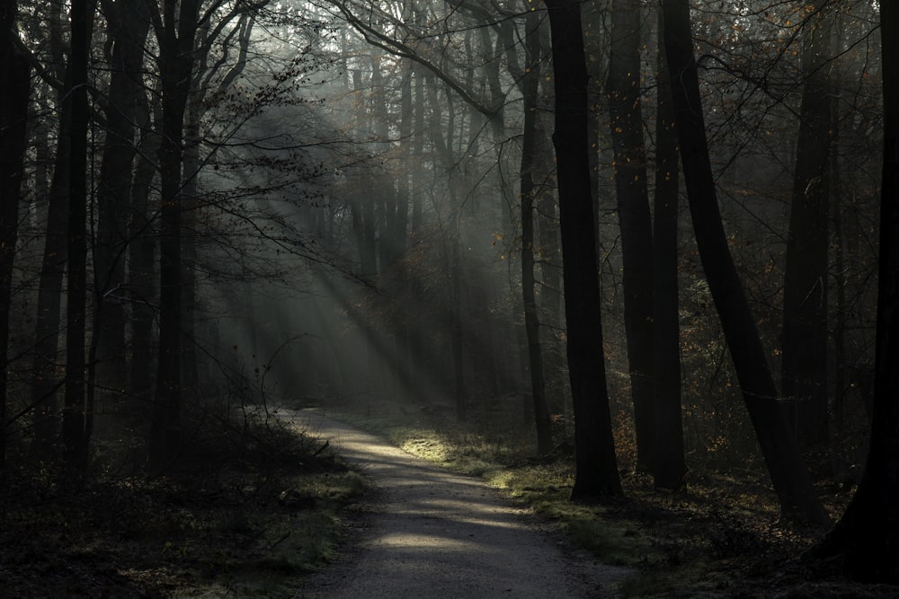 a path through a forest with sunbeams shining through the trees