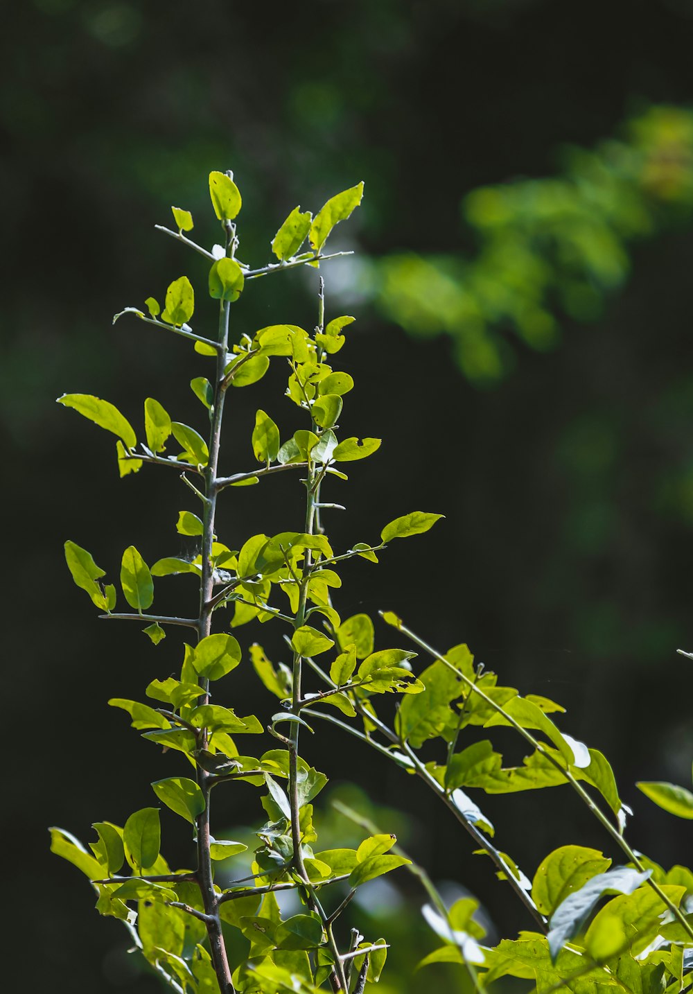 a tree branch with green leaves in the sunlight