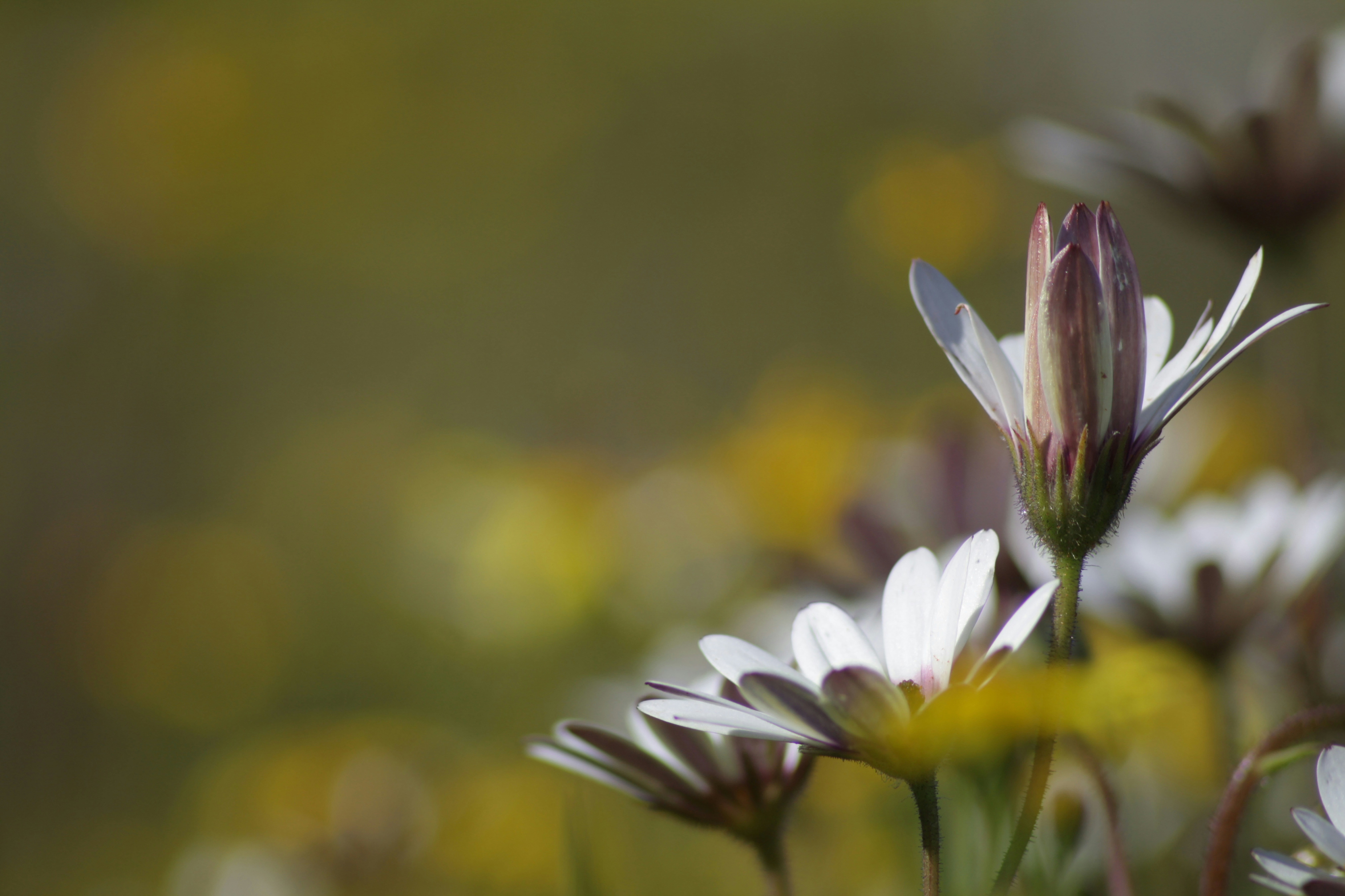 Namaqualand daisies growing in the West Coast National Park, South Africa