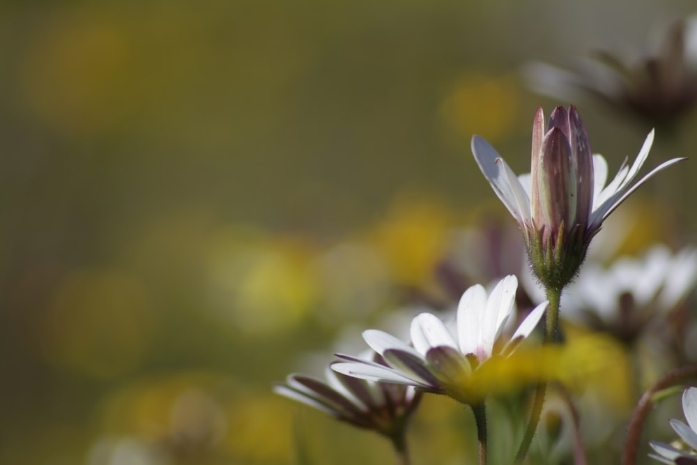 a close up of a flower with blurry background