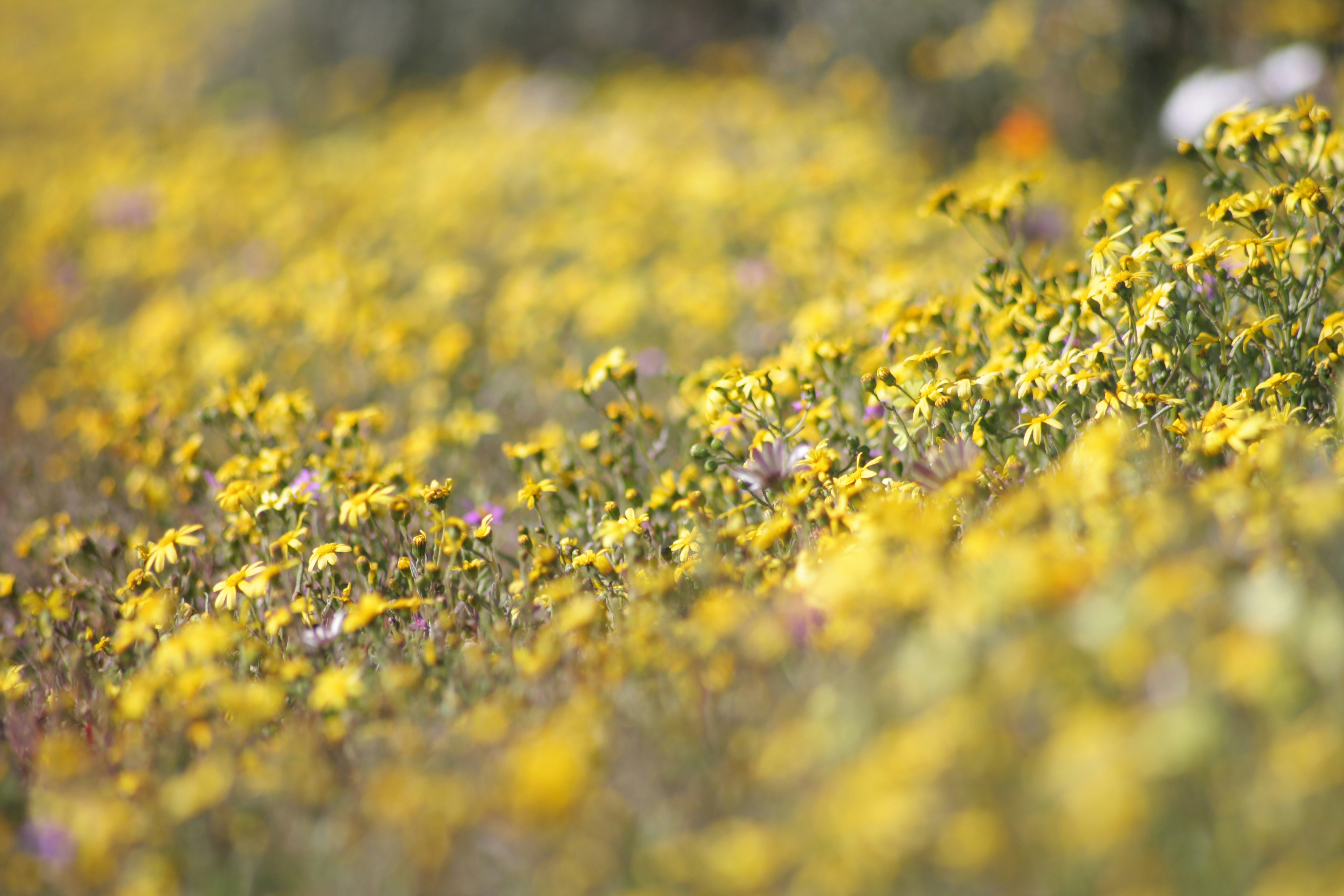 Namaqualand daisies growing in the West Coast National Park, South Africa
