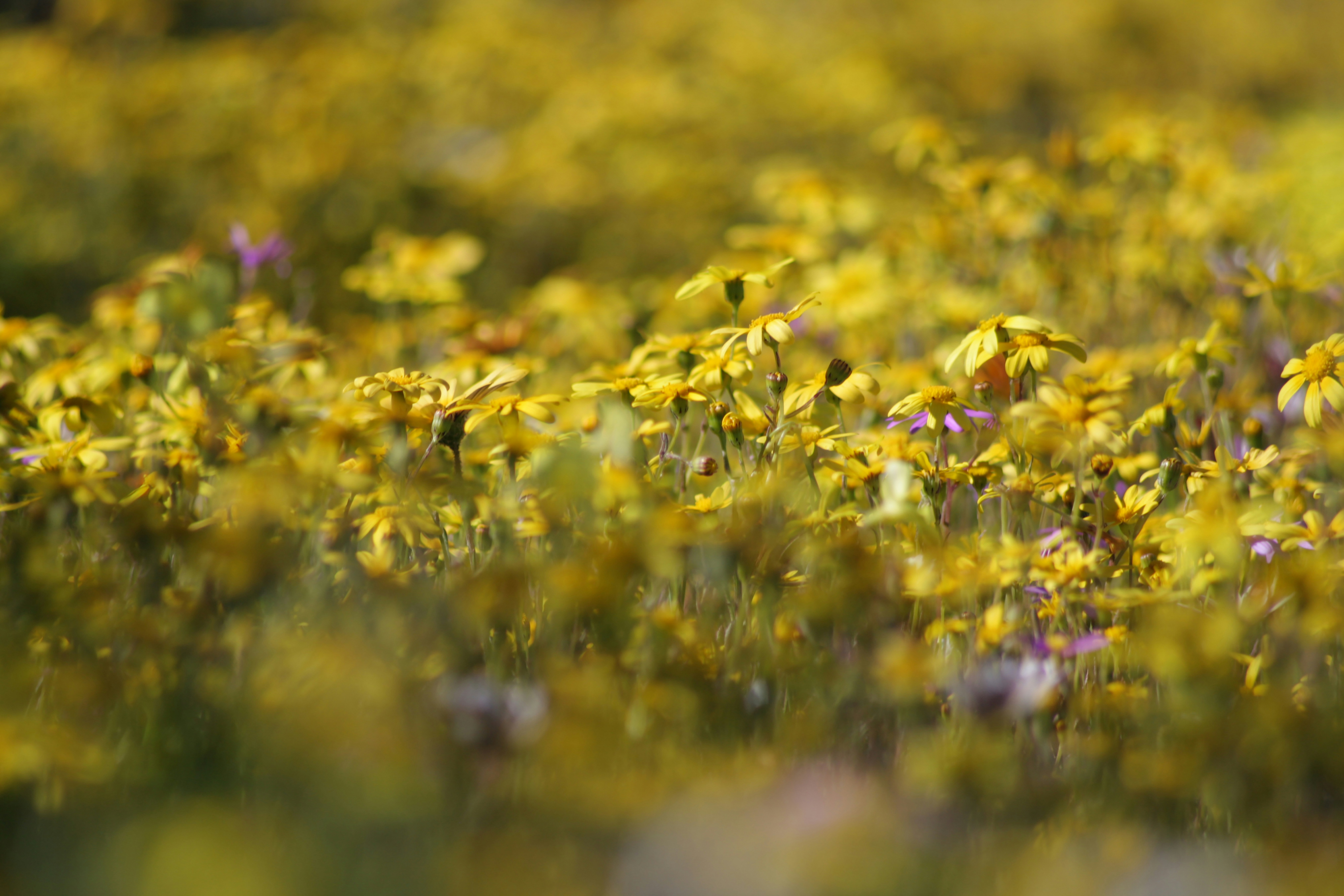 Photo by amy_harrison