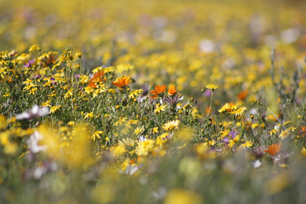 a field full of yellow and purple flowers