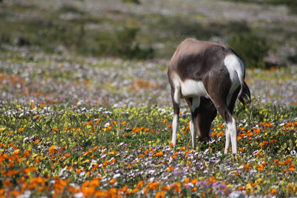 a brown and white cow grazing in a field of flowers