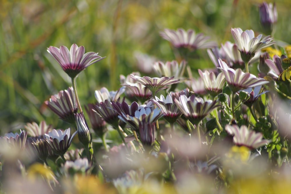 a bunch of flowers that are in the grass