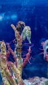 Several seahorses are attached to branching coral structures, surrounded by deep blue water. The environment appears peaceful and natural, with subtle movement from the marine life.