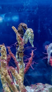 Several seahorses are attached to branching coral structures, surrounded by deep blue water. The environment appears peaceful and natural, with subtle movement from the marine life.