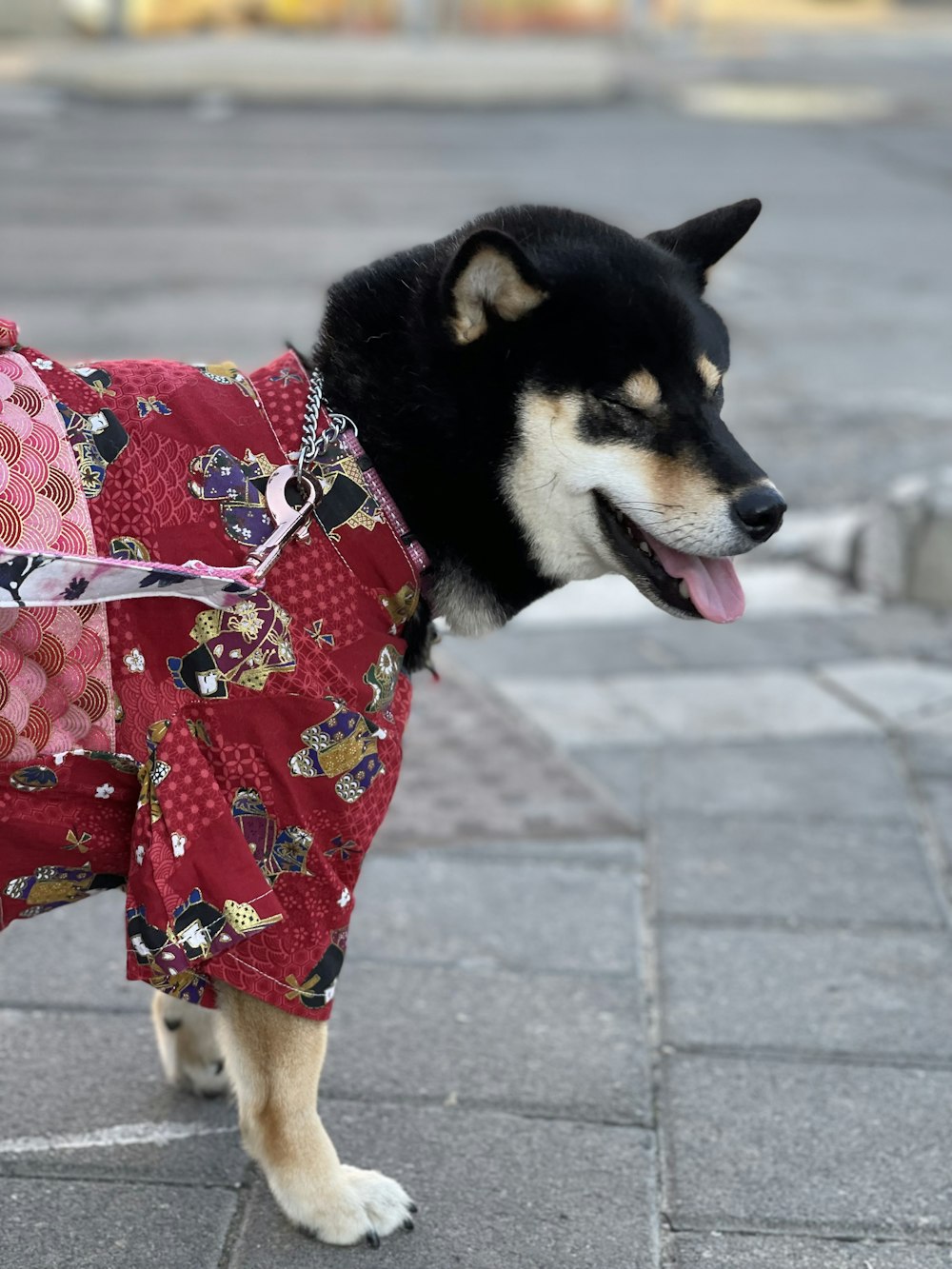 a black and white dog wearing a red jacket