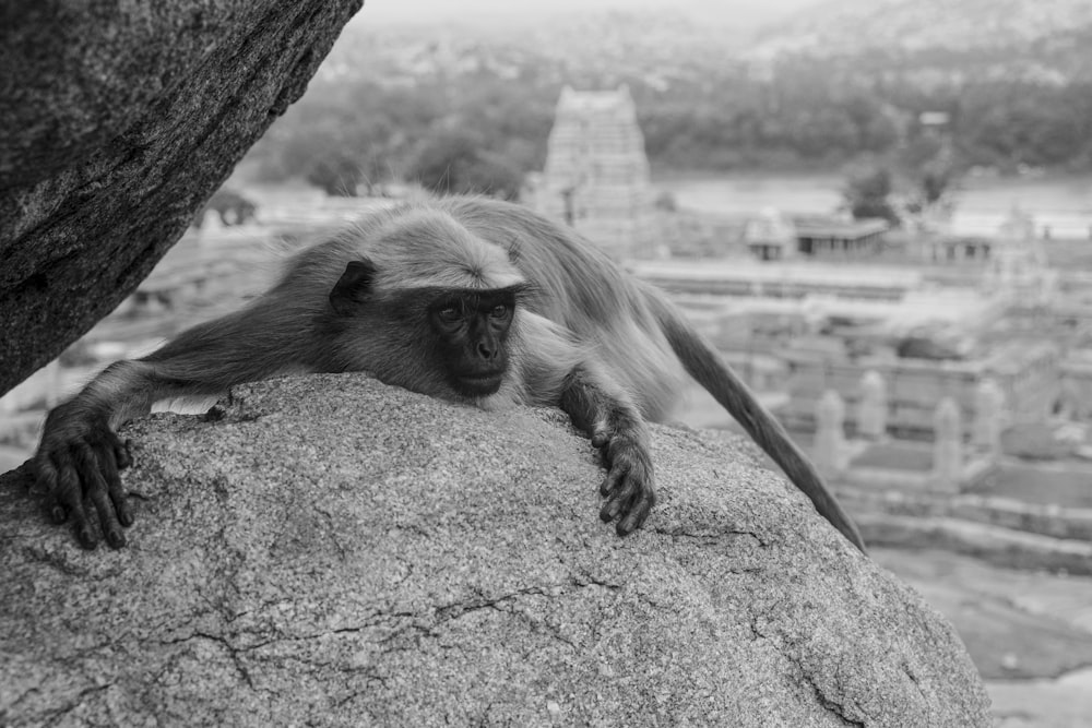 a monkey that is sitting on a rock