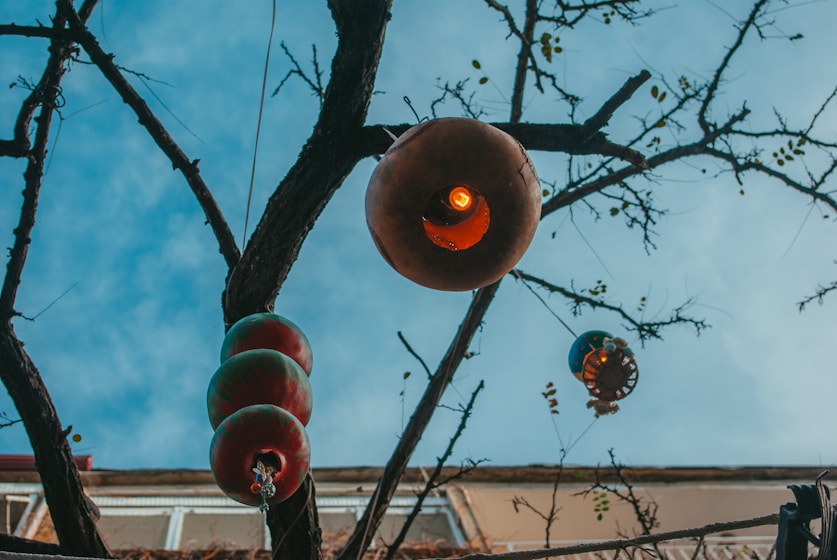 a tree with some lights hanging from it's branches