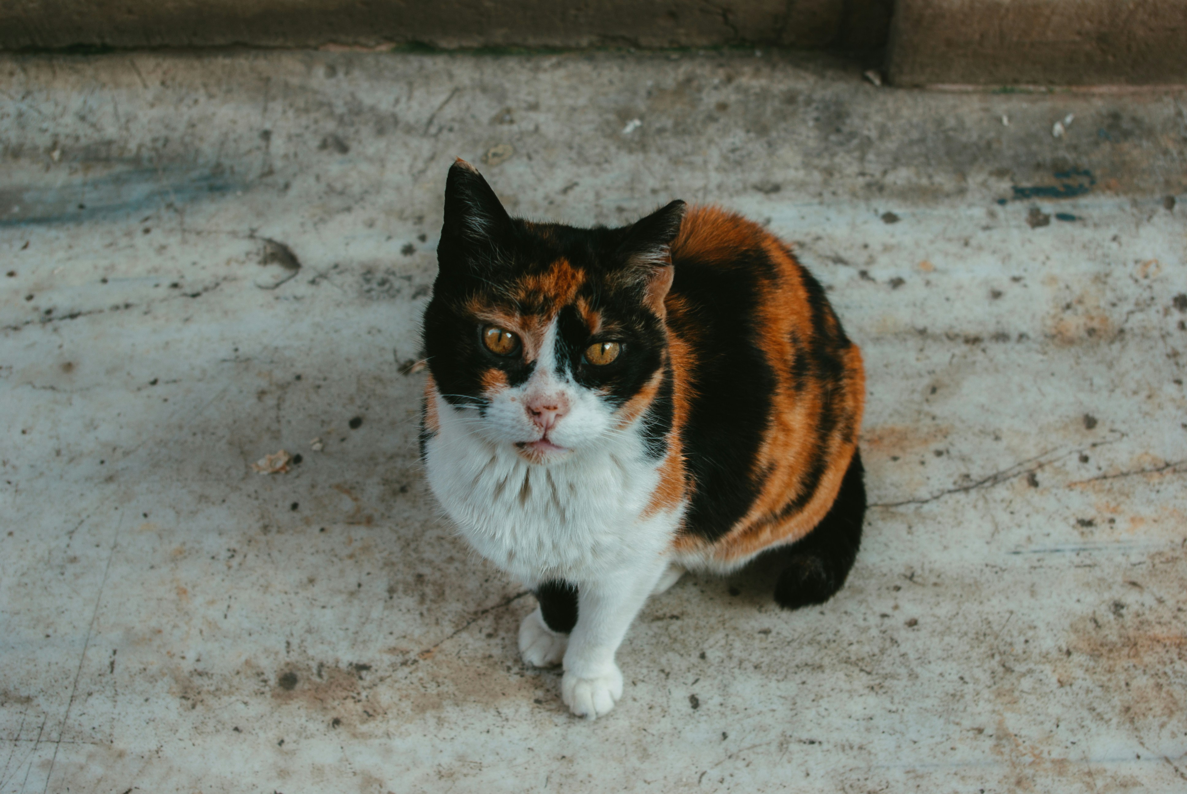 The Legacy of Africa's Knife-Toothed Hunter (image credits: unsplash)