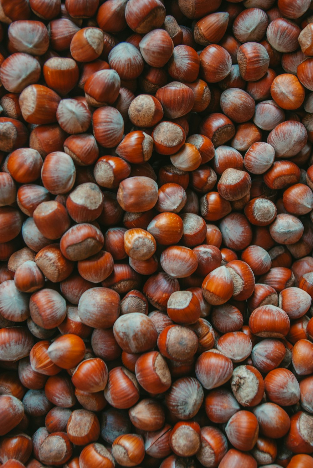 a pile of nuts that are brown and brown