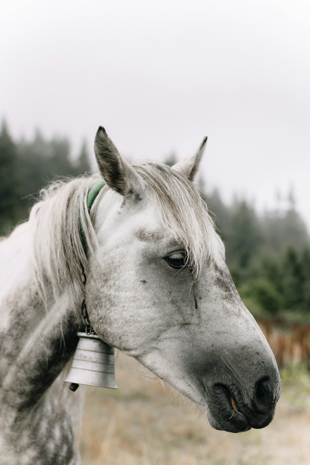 a white horse with a green bridle on it's head
