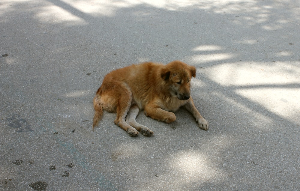 a brown dog laying on the ground next to a tree