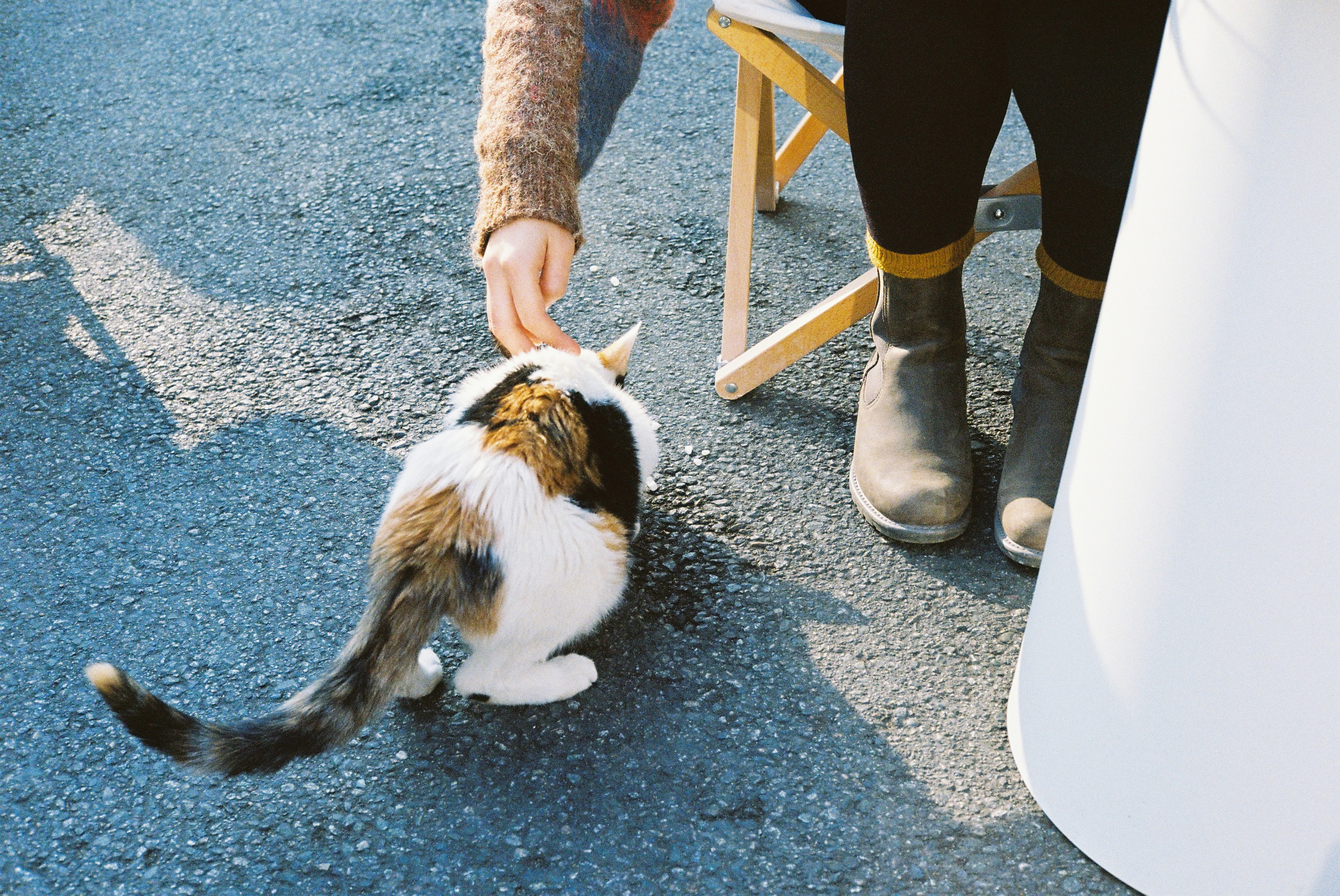 A Person Is Petting A Cat On The Street